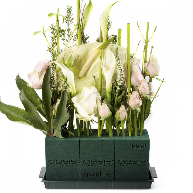 Oasis ideale schiuma floreale Maxlife CONO 32cm 