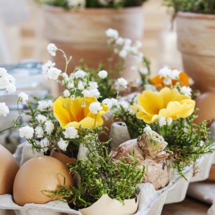 Natural egg carton arrangement